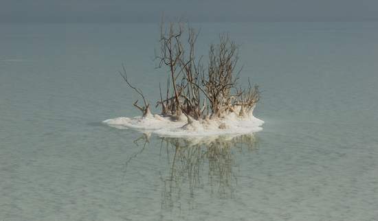 Dead Plant Surrounded by Salt in Dead Sea