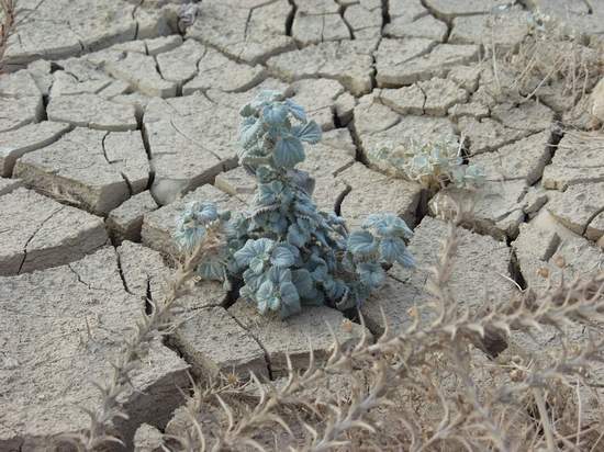 Plant in Dry Salty Soil