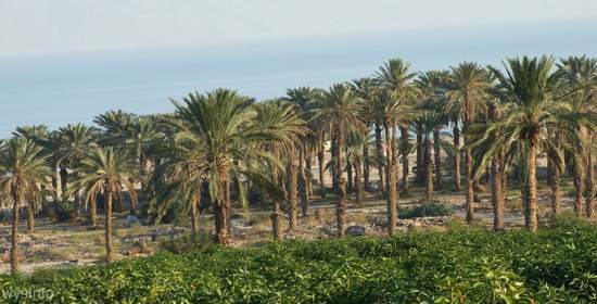 Ein Gedi Vegetation beside the Dead Sea