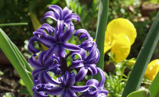 Hyacinths - allergenic parts - bulb and leaves