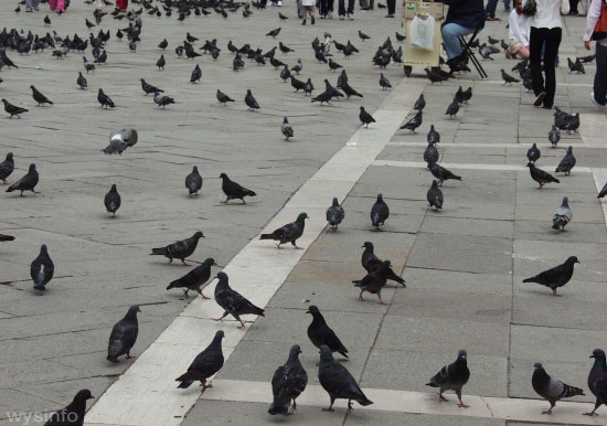 Pigeons in Duomo Square in Florence