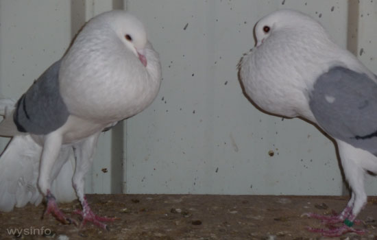 Voorburg Cropper Pigeon