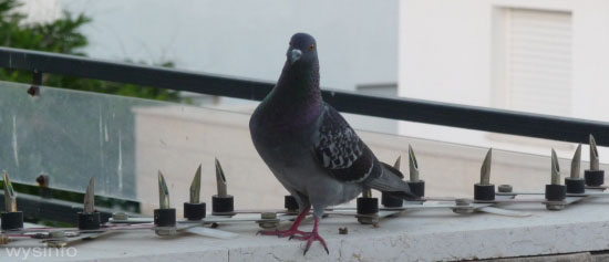 Pigeon walking around spikes