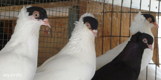Helmet pigeons - unique breeding