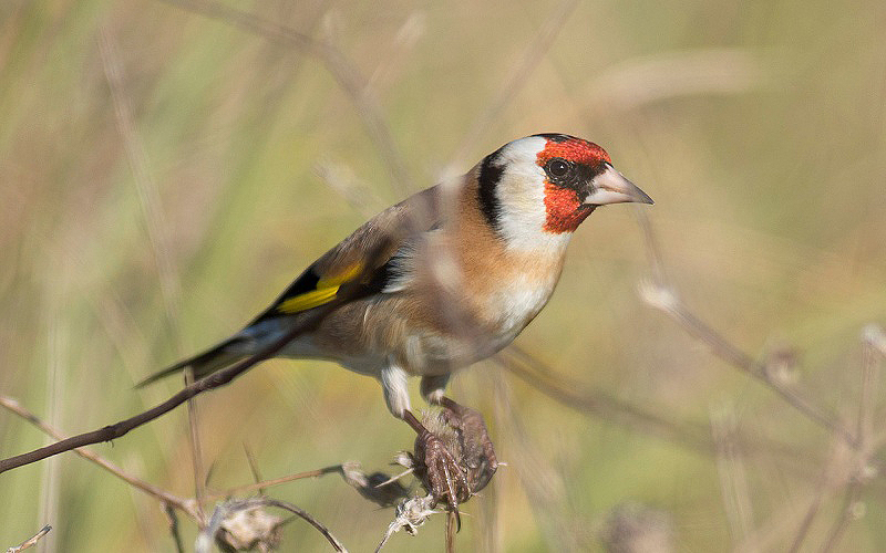Goldfinch - a migratory bird