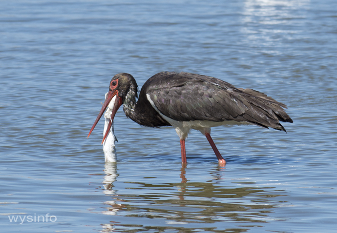 Black Stork - migratory water bird