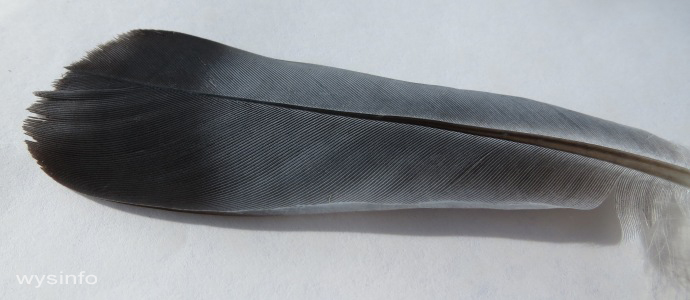 Contour feather