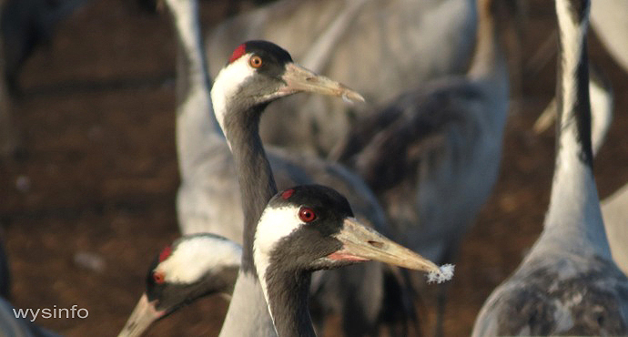 Cranes in Hula Valley