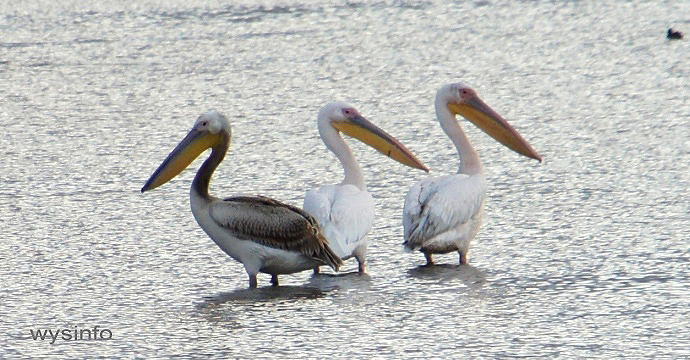 Pelicans in Hula Lake Looking for Fish