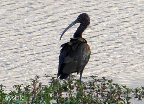  Glossy ibis