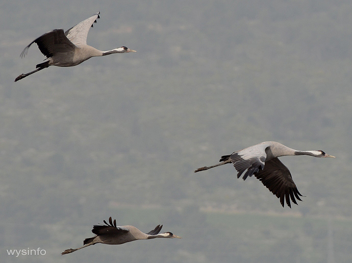 Three migratory cranes flying on route