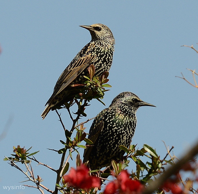 Migratory Starlings Near Gamla, Israel
