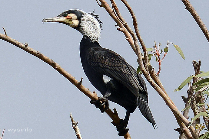 Cormorant - medium to large migratory water bird