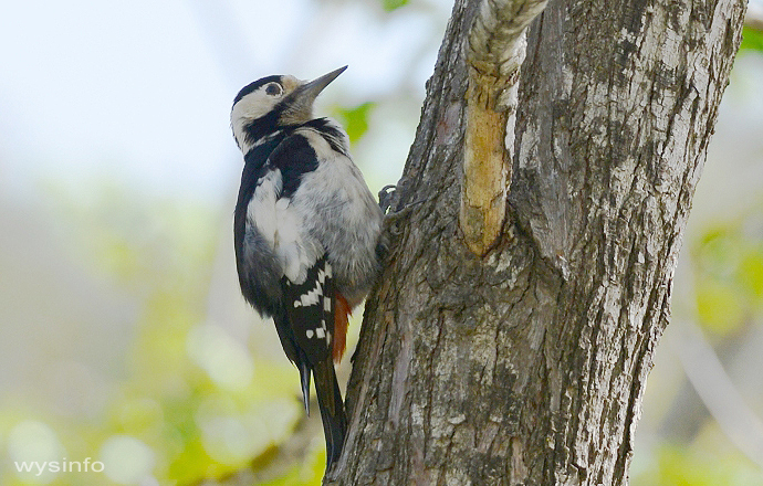  Syrian Woodpecker